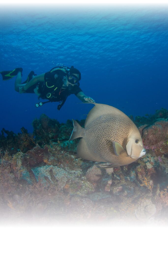 Buceo en cozumél_Buceando y descubriendo nuevos paisajes