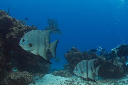 PADI Rescue Diver