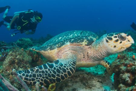 Curso Avanzado PADI 2 días