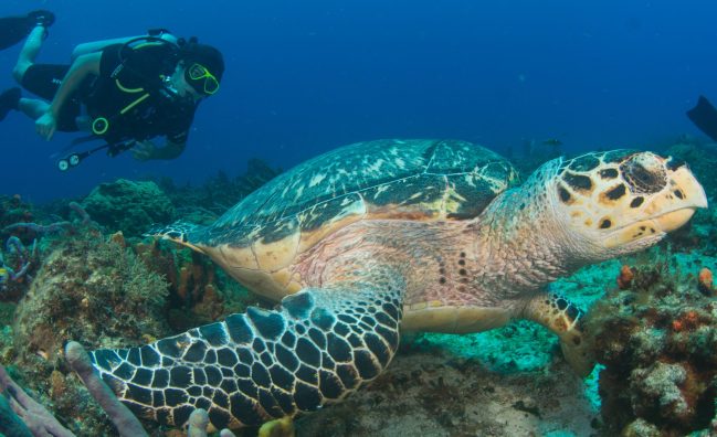 Curso Avanzado PADI 2 días