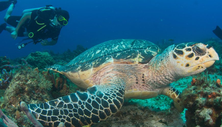 Curso Avanzado PADI 2 días