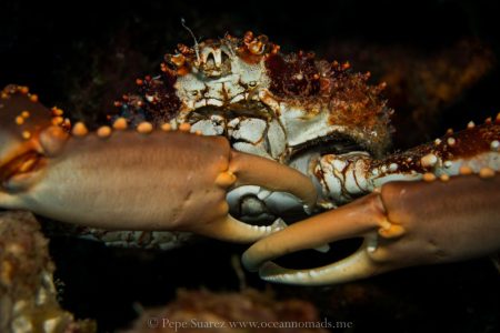 Buceo Nocturno