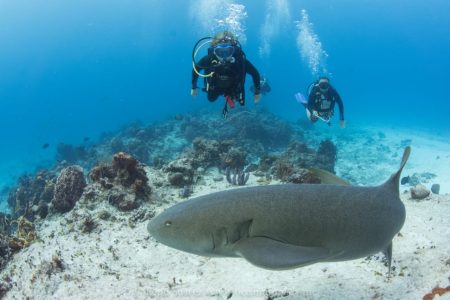 Buceo para Certificados