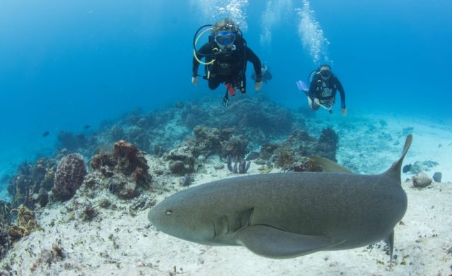 Buceo para Certificados