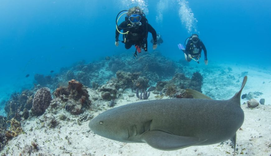 Buceo para Certificados