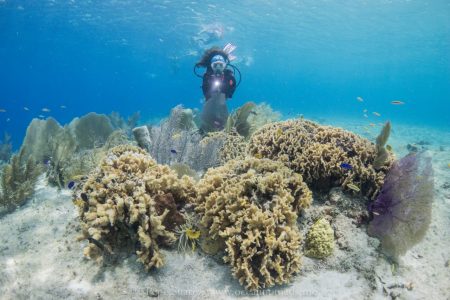 Descubriendo el buceo desde barco en Cozumel
