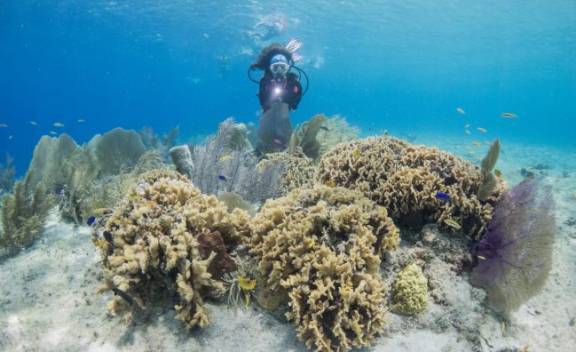 Descubriendo el buceo desde barco en Cozumel