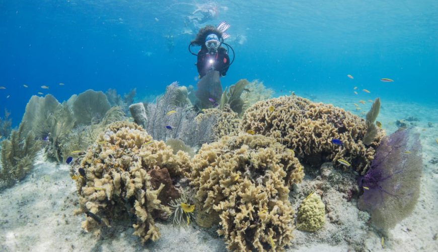 Descubriendo el buceo desde barco en Cozumel